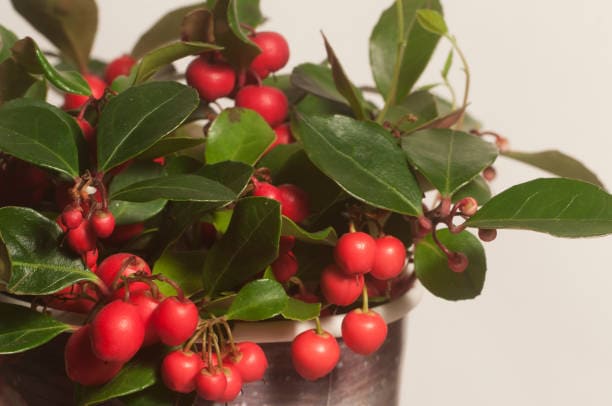 Wintergreen Essential Oil